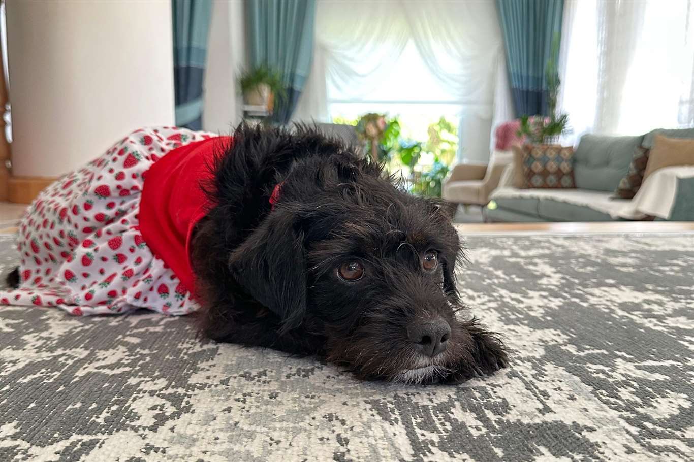    Mila için adalet arayışı: Öldürdükten sonra çuvala koyup dağa bırakıldı iddiası haberi